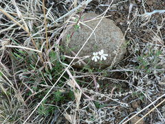 Chascanum hederaceum