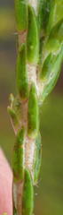 Passerina rigida