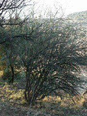 Ehretia rigida nervifolia