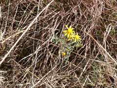 Senecio consanguineus