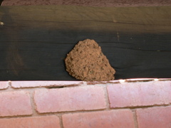Synagris analis
