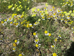 Foveolina tenella