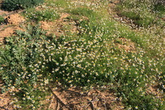 Foveolina tenella