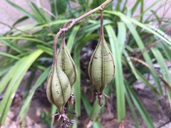 Encyclia guatemalensis