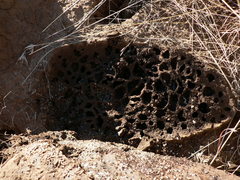Microcerotermes