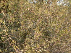 Searsia ciliata