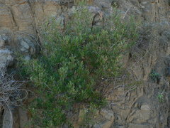 Searsia ciliata