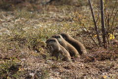 Geosciurus inauris