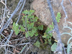 Anemia vestita