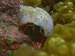 Calcinus laevimanus