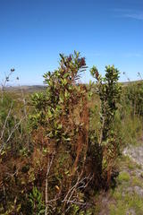 Cuscuta appendiculata