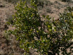 Osyris lanceolata