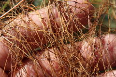 Cuscuta appendiculata