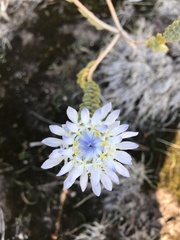 Lachnaea filamentosa