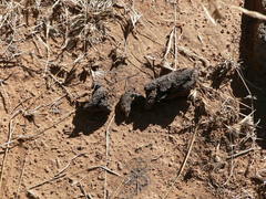 Lupulella mesomelas mesomelas