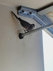 Streptopelia chinensis