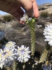 Lachnaea filamentosa