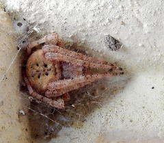 Neoscona hirta