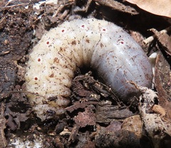 Mecynorhina passerinii