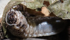 Mecynorhina passerinii