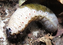 Mecynorhina passerinii