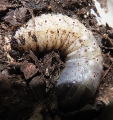 Mecynorhina passerinii