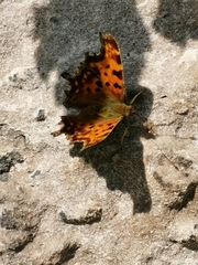 Polygonia c-album