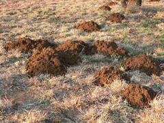 Cryptomys hottentotus