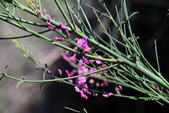 Indigofera filifolia
