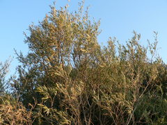 Buddleja saligna