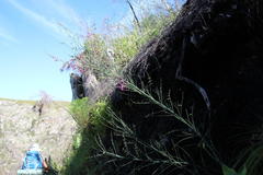 Indigofera filifolia