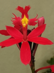 Epidendrum × obrienianum