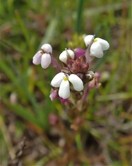 Triphysaria versicolor versicolor