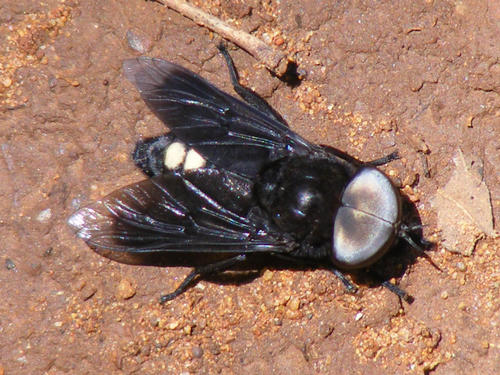 Hippo Fly