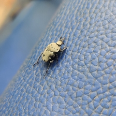 Gymnopleurus miliaris