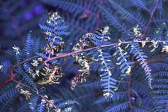 Eriophyes quadrifidus