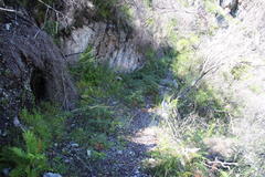 Eriophyes quadrifidus