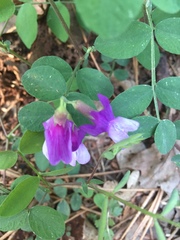 Lathyrus nevadensis
