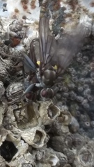 Oedoparena glauca