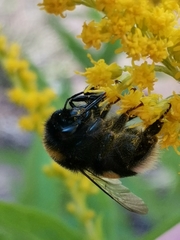 Bombus