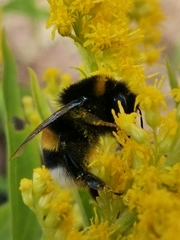 Bombus
