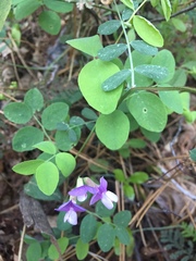 Lathyrus nevadensis