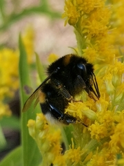 Bombus