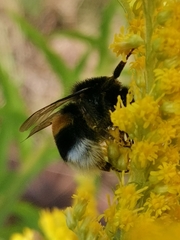 Bombus