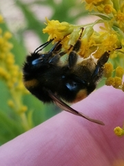 Bombus