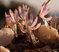 Brunsvigia namaquana