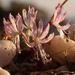 Brunsvigia namaquana - Photo (c) Nick Helme, algunos derechos reservados (CC BY-SA), subido por Nick Helme