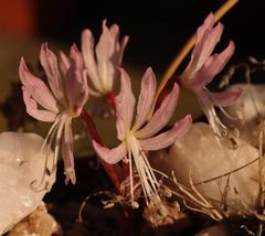 Brunsvigia namaquana