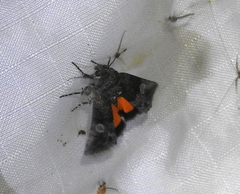 Copanarta aurea