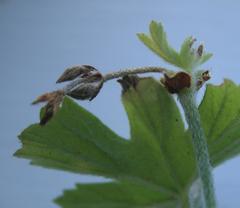 Ciconium